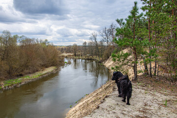 Black cocker spaniel dog stands on the banks of the Teteriv river on a cloudy day