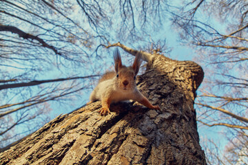 Cute little forest squirrel in the autumn forest