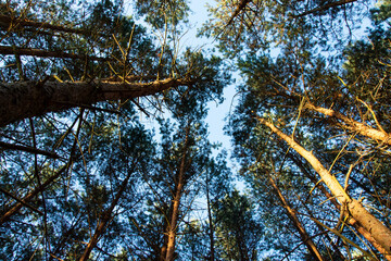 autumn in the forest sunset bottom view