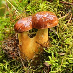 Imleria badia, bay bolete.