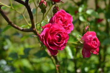 beautiful red rose in garden post card