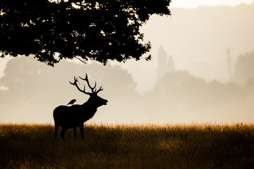 Red deer stag and Jackdaw in silhouette in a park