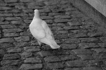 white dove on cobbled steet