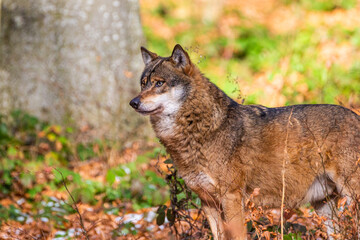 Eurasian wolf walks around in the forests of Europe and Asia
