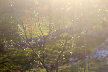 Spring blossoms on a tree. Selective focus.