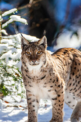 Eurasian Lynx walks around in the forests of Europe