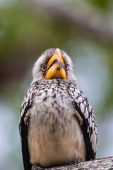 Southern Yellow-billed Hornbill overlooks a picnic area