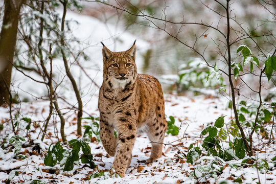 Eurasian Lynx walks around in the forests of Europe