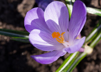 A wonderful spring flower crocus, a brightly colored early decoration of parks and meadows. Amazing...