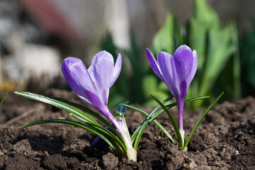 A wonderful spring flower crocus, a brightly colored early decoration of parks and meadows. Amazing crocus flowers.