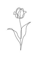 Tulip flower in continuous line art drawing style. Blooming tulip black linear sketch isolated on white background. Vector illustration