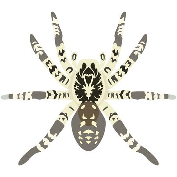 Vector spider lycosa singoriensis illustration isolated on white