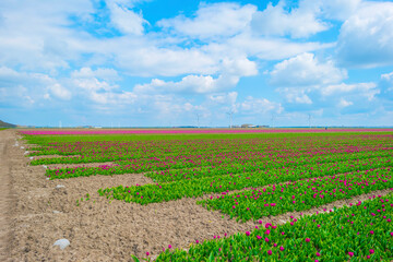 Colorful tulips in an agricultural field in sunlight below a blue cloudy sky in spring, Almere, Flevoland, The Netherlands, April 19, 2021