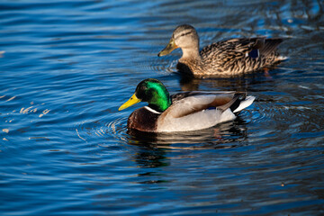 Fototapeta premium Nice young duck swiming on lake water in wild nature 
