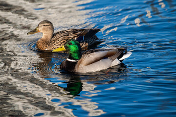 Nice young duck swiming on lake water in wild nature 