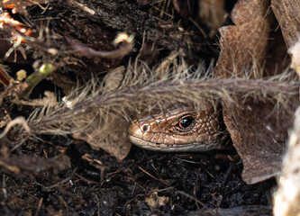bearded dragon lizard
