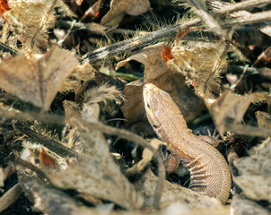 lizard on the ground