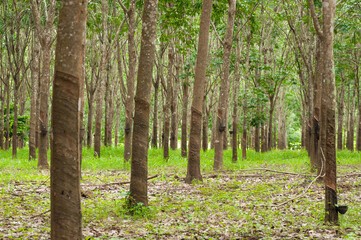 Row of para rubber plantation in South of Thailand,rubber trees