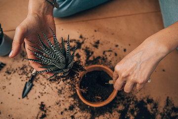 Woman taking care of plants at her home. Gardening concept.