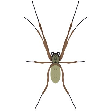 Vector spider nephila edulis illustration isolated on white