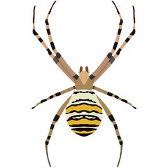 Vector spider argiope bruennichi illustration isolated on white