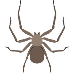 Vector spider sicarius hahni african species illustration
