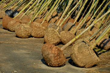 garden warehouse of trees ready for the season. The trees are wrapped in jute and wire mesh. The...