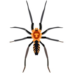 Vector spider exotic dipluridae insect species illustration