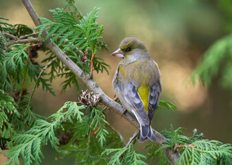 European greenfinch (Chloris chloris) sitting on the branch of thuja tree