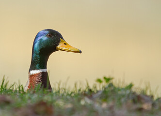 Mallard head (Anas platyrhynchos) on pond background 