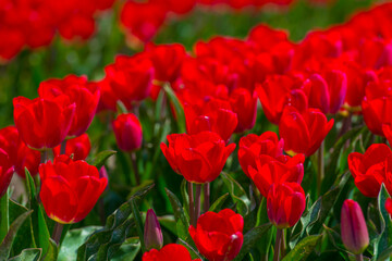 Colorful tulips in an agricultural field in sunlight below a blue cloudy sky in spring, Almere, Flevoland, The Netherlands, April 19, 2021