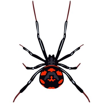Vector spider latrodectus tredecimguttatus insect species illustration