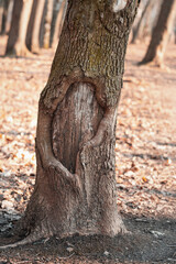 The bark of the tree, spread out along the trunk. The hollow tree standing in the park