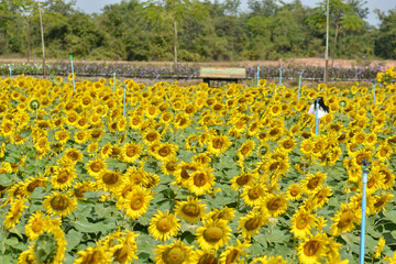 sunflower field in the country