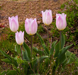 Beautiful  tulips in spa gardens of Baden Baden. Baden Wuerttemberg, Germany, Europe