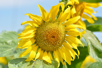 Naklejka premium sunflower on a blue background