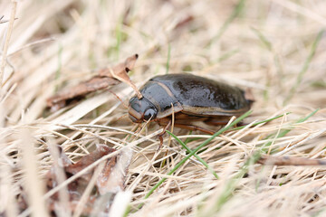 Diving beetle among the grass near the shore of the reservoir