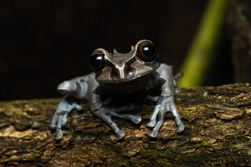 Spiny headed tree frog on a branch