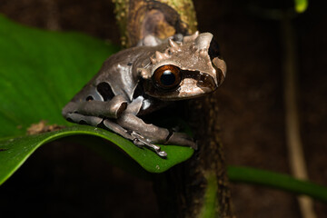 Spiny headed tree frog on a plant