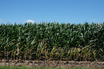 Corn plantation under a clear blue sky on a sunny day. Agricultural landscape.