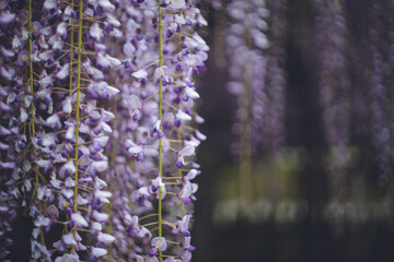 Obraz premium 満開の美しい藤の花。福岡県の藤の花の名所スポット［黒木の大藤］