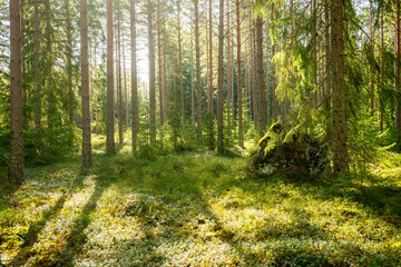 Fototapeta na wymiar Sunlight morning in a natural forest of spruce and pine tree with mossy green boulders.