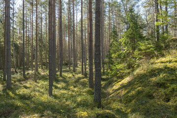 Fototapeta premium Sunlight morning in a natural forest of spruce and pine tree with mossy green boulders.