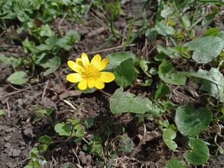 The first spring flowers in the park