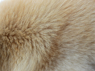 close up dog fur, hairy background