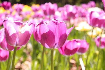 チューリップ 春 紫 美しい 満開 綺麗 鮮やか 優美 花畑 パープル ガーデン