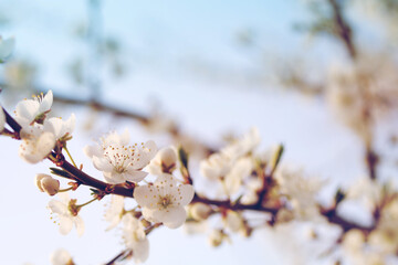 Spring flowering trees with white flowers in the garden against the blue sky, copy space. Spring background	