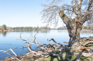 Calm lake reflection in spring. Farnebofjarden national park in north of Sweden.