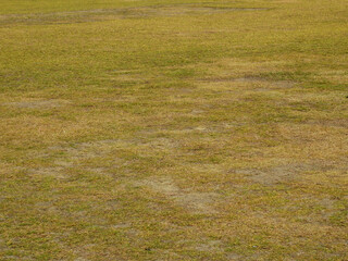green grass and dry grass on the ground texture