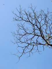 dry branch with blue sky background